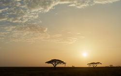 Sunrise, Serengeti
