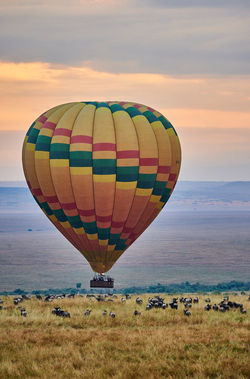 Hot air balloon over wildebeest