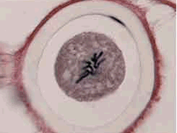 metafaseanimal.gif