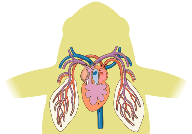 Circulatorio_anfibio.gif