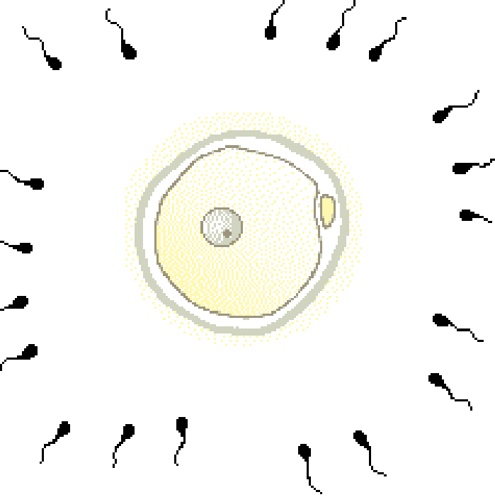 animacion_ovulos.gif_resize=699,702&ssl=1.gif