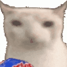 verycat-cateat.gif