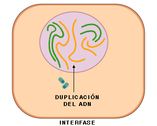 interfase_dupli1.gif