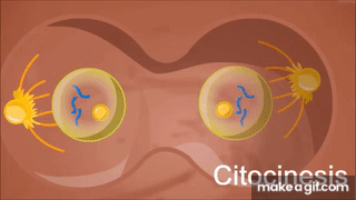 p6gDTj.gif