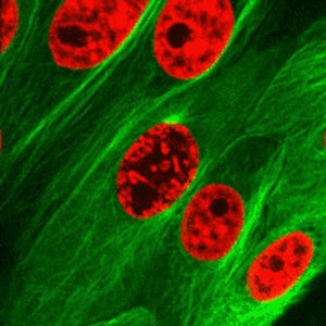 mitosis-gif.gif