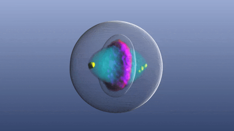 division-celular--510x349_abc.jpg.gif