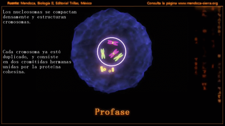 pwYBG1.gif