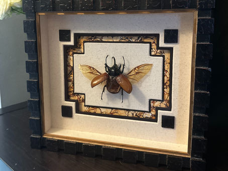 Framed Beetle in Shadowbox