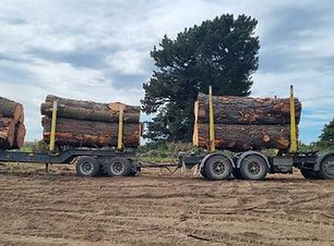 forestry_2.jpg