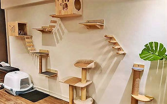 diy-cat-wall_edited.jpg