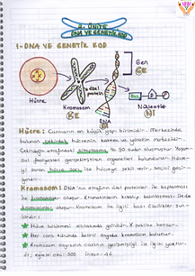 dna-ve-genetik-kod-ders-notu-2