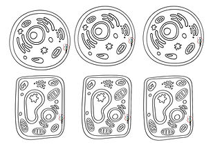 kucuk-hucre-gorselleri