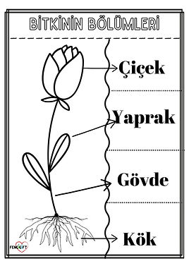 Bitkiler-etkinligi-3