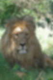 lion.jpg