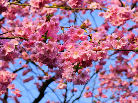 沖縄にひと足早く春を告げるカンヒザクラ