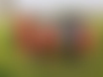 LAS FUERZAS BÁSICAS DEL NECAXA SUB14 Y SUB15 CAMPEONES DE LA COPA CHIVAS.