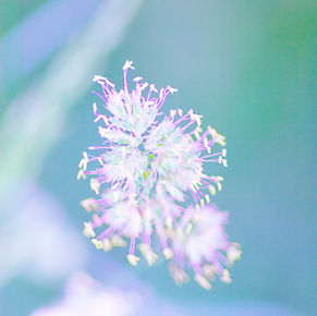 IMG_9913 のコピー.jpg