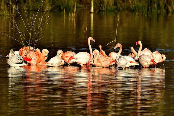 Flamingo's in Zwillbrock