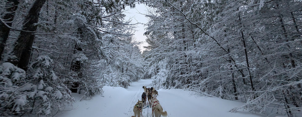 Running sled dogs to work
