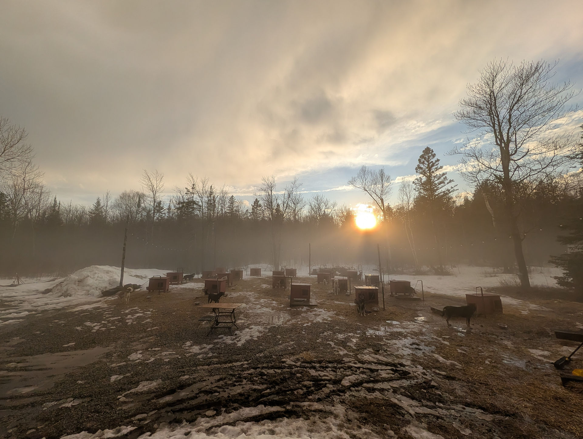 foggy dog yard