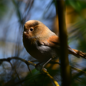 Fulvous Parrotbill