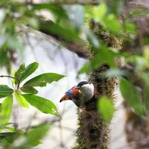 Himalayan Cutia