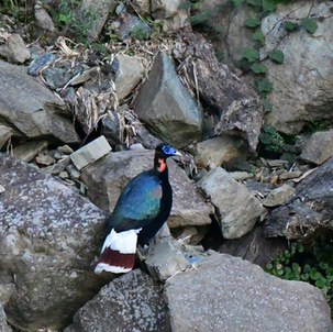 Sclater's Monal Mishmi Hills