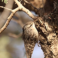 Indian Spotted Treecreeper Tal Chhapar
