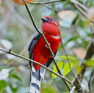 Red-headed Trogon