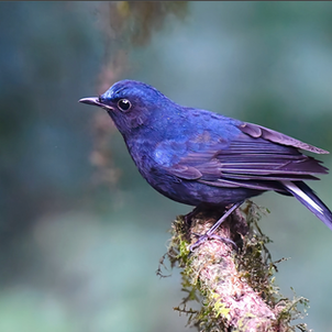 White-tailed Robin Mishmi Hills Northeast India Arunachal Pradesh