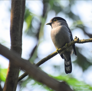 Gray-lored Broadbill