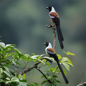 Collared Treepie