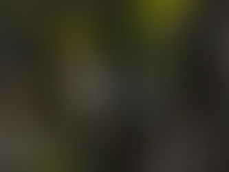 How to Identify Wintering Leaf Warblers in South India: Practical Beginner-friendly Field Guide 