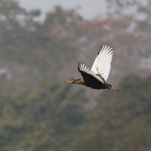 Bengal Florican