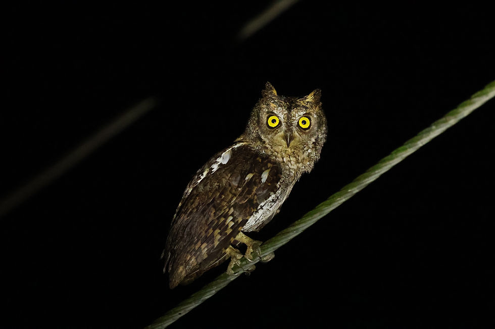 Walden's Scops Owl, South Andaman, February 2025