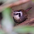 SnowythroatedBabbler.png