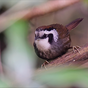 Snowy-throated Babbler