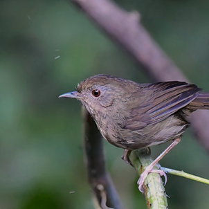 Buff-breasted Babbler