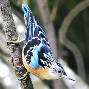Beautiful Nuthatch