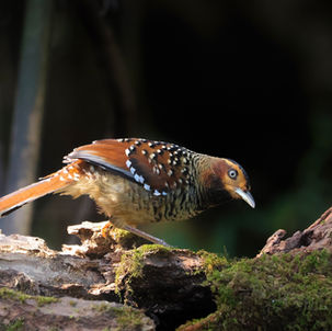 Spotted Laughingthrush