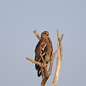 Eastern Imperial Eagle Tal Chhapar