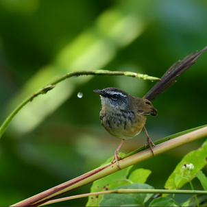 Hill Prinia