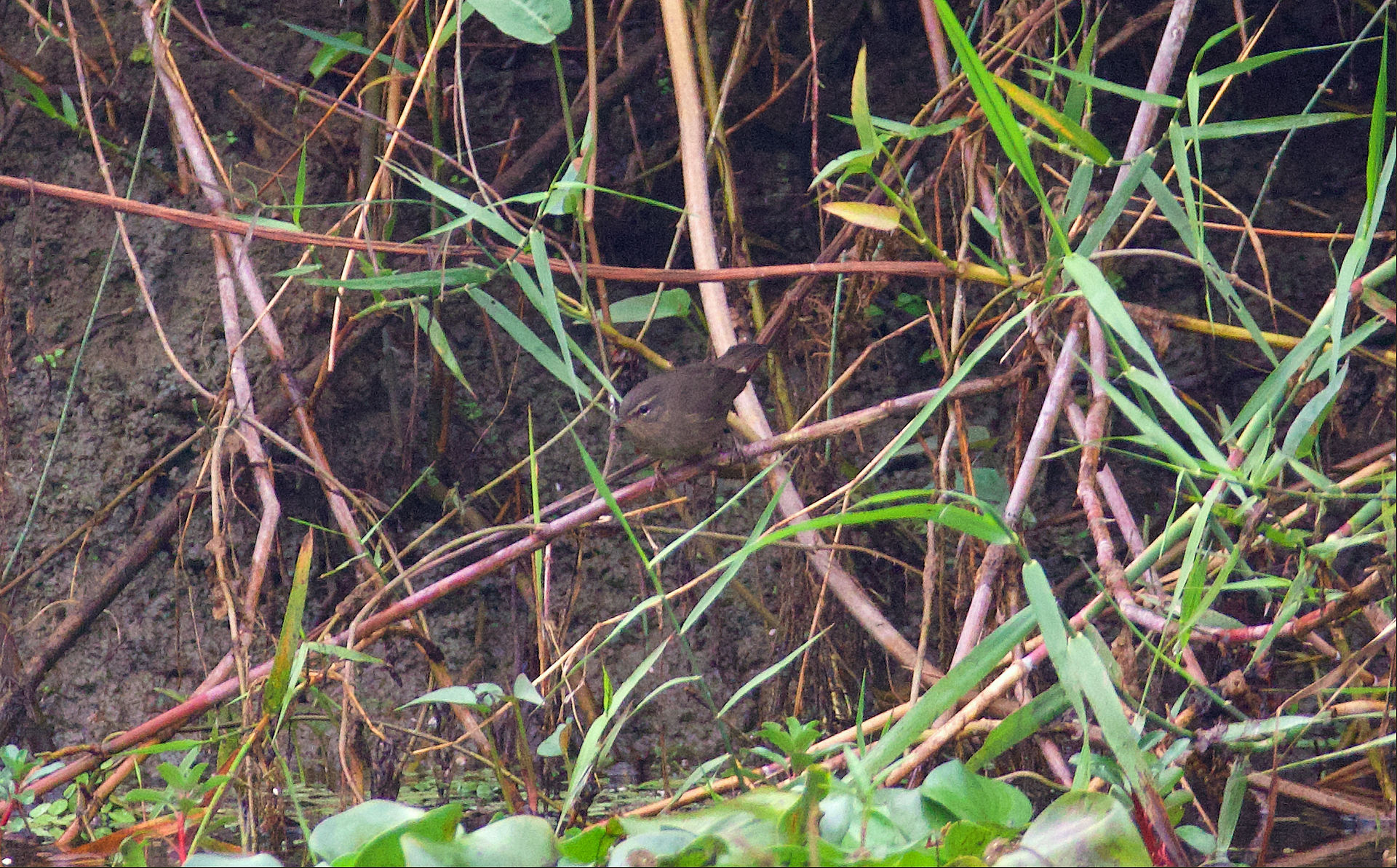 Smoky Warbler Maguri Beel