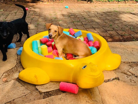 Cantinho do Amigão Pet Creche Goiânia .jpeg