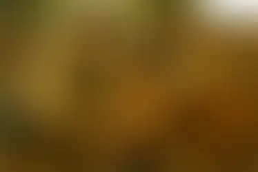 4.1 The Vet - Std 8 - Kumarbharati