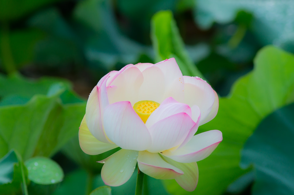 赤沼の蓮