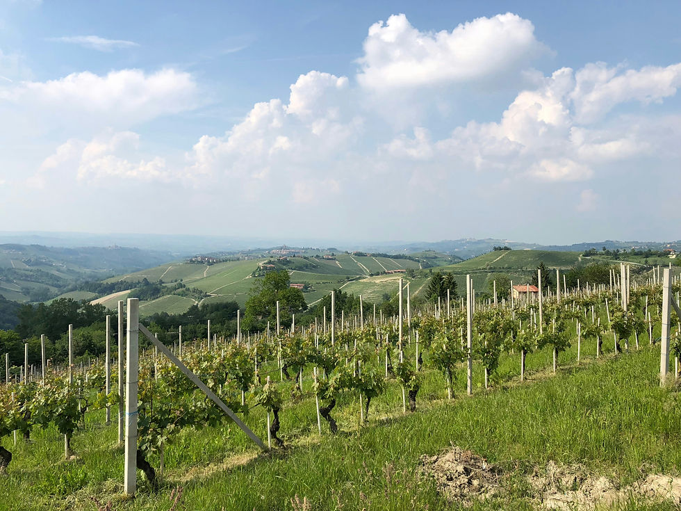 Vignobles du Piémont