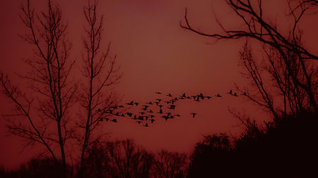 Silhouette of birds flying across a red sky at dusk Humble Haven Farm