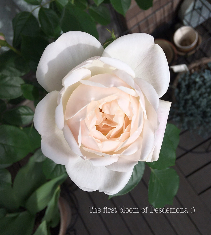 Delta Spring Rose Spring