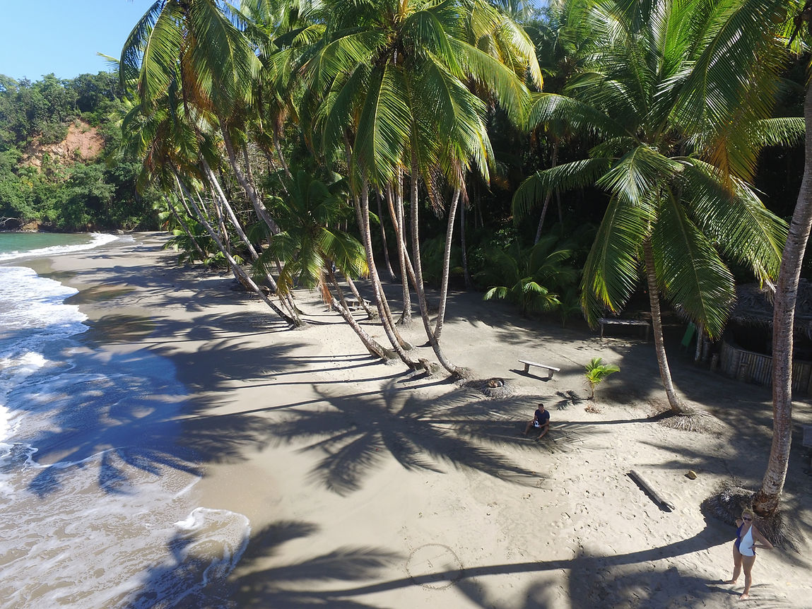 view of sand, plams, and ocean shore